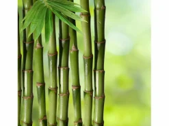 Almohada Dreamura Natura Bambu 40x70^ Best