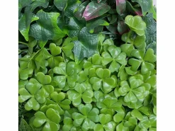Jardin vertical costa 100 x 100 cm 1 X 2M^NORTENE Sale