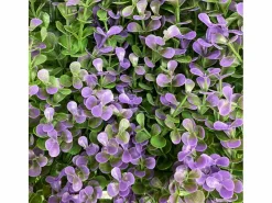 NORTENE Jardín vertical lavanda 100 x 100 1 X 2M Verde Clearance