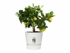 Macetero redondo 30 - Exterior Ø 29,5 x 27,8 cm -^ELHO Hot
