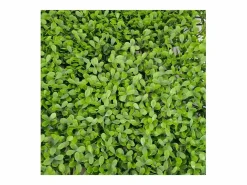 Pared de plantas artificiales - Modelo - Dimensiones : 50 x 50 cm^ Outlet