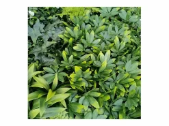 Planta artificial de pared - Modelo de flor blanca - Dimensiones : 100 x 100 cm Verde Clearance